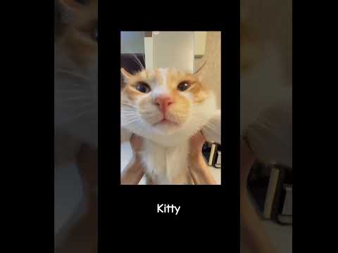 Ayaaaaa cat meme#cat #cute #meme #meow #meowuwu #nya #kit #ayaaacat #allcutekittn