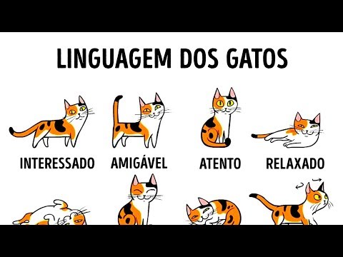 Linguagem dos gatos: Como entender melhor seu felino