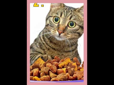 TOP 5 BEST URINARY CAT FOOD YOU SHOULD GIVE TO YOUR CAT |  URINARY HEALTH  #urinaryfood #uti