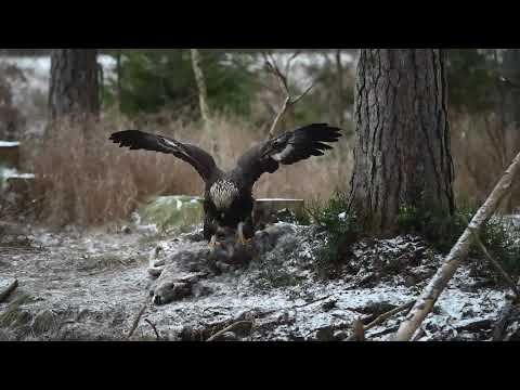 Kungsörn och Havsörn i Åkerby 2021
