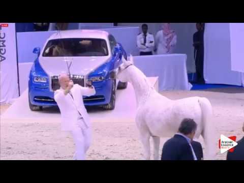 International Dubai 2016- Mares championship