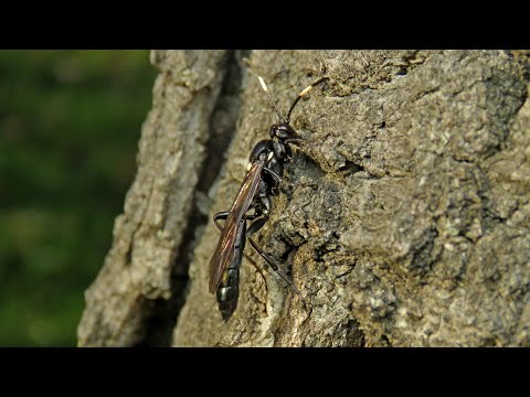 Fürkész nőstény tisztálkodik - Ichneumon wasp grooming herself
