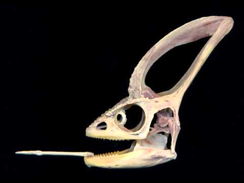 Xenoscapes-Gutter Pan