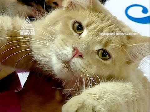 Child Editor Amritha | പൂച്ചകളിലെ ഭീമൻ ; മെയിൻ കൂണിന്റെ വിശേഷങ്ങൾ അറിയാം