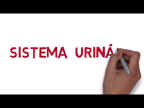 ✅ SISTEMA EXCRETOR URINÁRIO