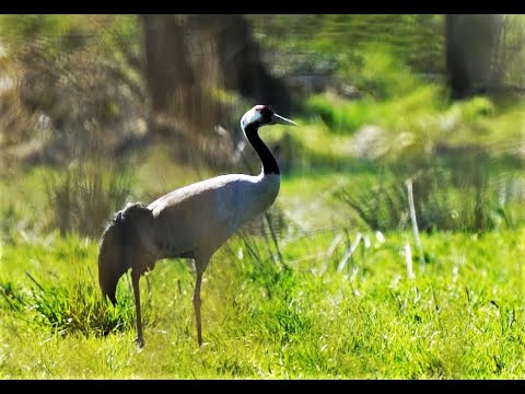 Kranich Ruf, Kranich Schrei, Kraniche