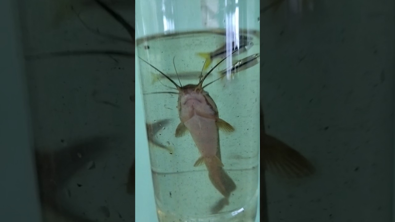 Chaching Wild Fishes #fishing  #bluebettafish
