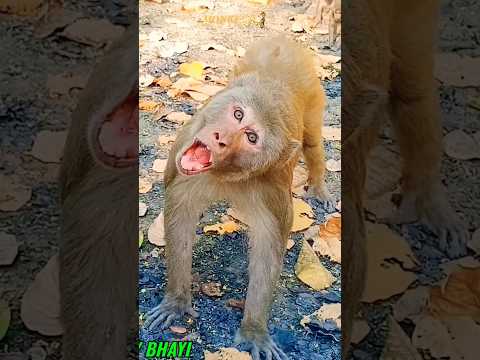 Bhai mere 100 rup.kab dega..🤣🐒🙏#funny #monkey #shorts #bandar #viral