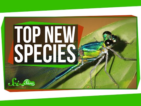 2016 年最受歡迎的新物種，以及棲息機器人！ (Top New Species for 2016, and a Perching Robot!)