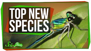 Top New Species for 2016, and a Perching Robot!