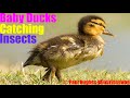 Avian Animals Known As Ducks Are Eating Hatched Flying Insects For Meat From Small Animal Prey