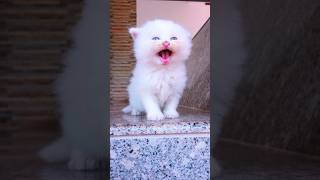 Download lagu Cat video ! cat meowing ! cat voice ! cat sound #cat #shorts #cats #cats #catsound #youtubeshorts mp3