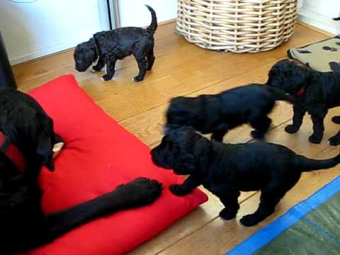 download lagu mp3 mp4 Barbet Puppies, download lagu Barbet Puppies gratis, unduh video klip Barbet Puppies