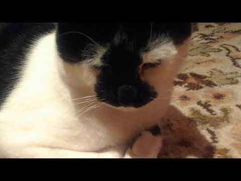 Thats.os cat YEEEEET... 2!?! 👌🐈