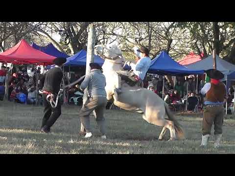 Montas en Basto con encimera VIVA mi Patria en Cayastá Santa Fe Junio 2026