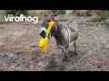 Giant Screaming Chicken Makes Donkey's Day || ViralHog