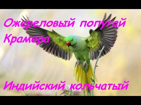 Ожереловый попугай ест кашу.//Necklace parrot eats porridge