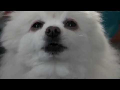 Cane pazzo,pazzo cane