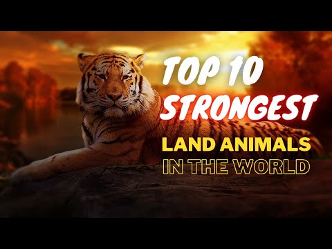 Top 10 Strongest Land Animals