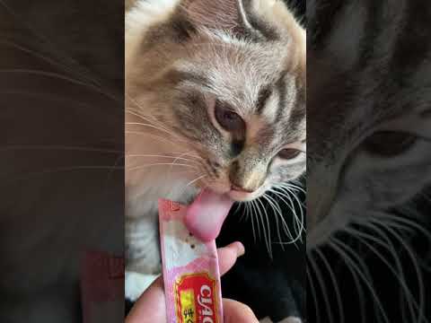 Josephine Lai-CIAO 日本第一銷量貓小食 超級貓模短片大賽
