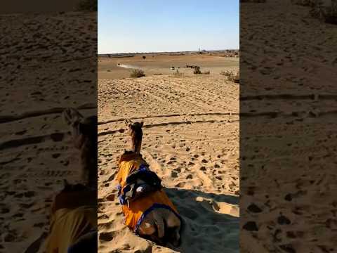 Desert safari camel ride in Jaisalmer Rajasthan#shorts#jaisalmercamelsafari #rajasthan #travel#viral