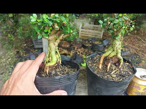 (Bonsai 782) 2 ô rô giá 300k bao ship ( sđt 0335 698 879)đã bán