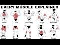 Complete Muscle Anatomy Guide: Train Every Body Part Effectively
