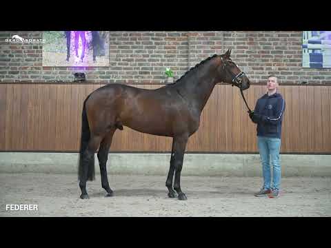 Federer *2018 by Farrell x Livaldon | Sosath Stallion Show 2022