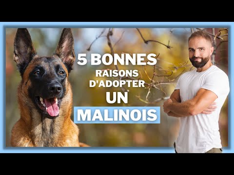 5 bonnes raisons d'adopter un Malinois !