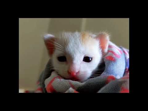 Tiny kitten falling asleep.