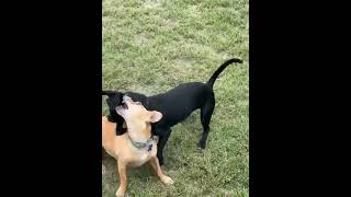 Video preview image #1 Chiweenie Puppy For Sale in Boonton, NJ, USA