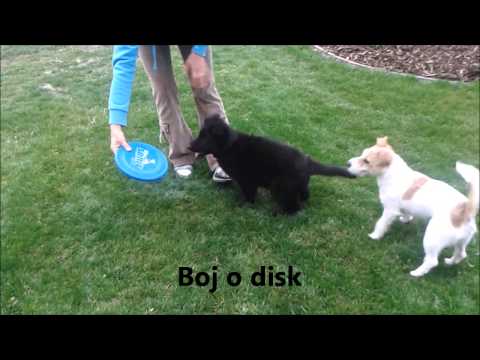 Grace z Jukasu a Gosha Bohemia Platina