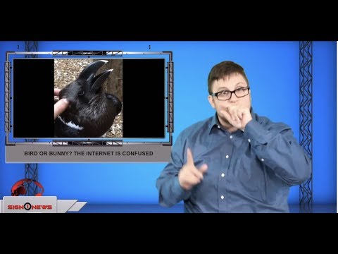 Bird or bunny? The internet is confused (ASL - 8.22.19)