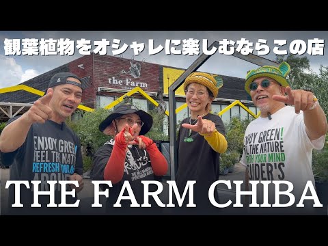 アトラスフェスク 植物