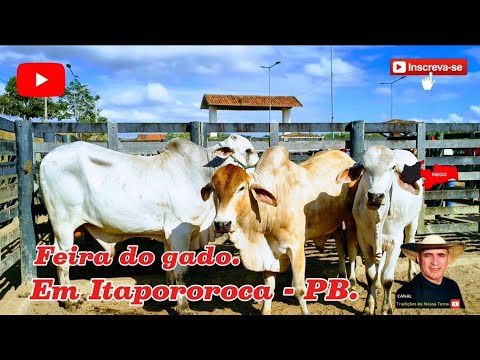 FEIRA DO GADO DE ITAPOROROCA - PB, ANIMAIS MENOS DE 1.000 $ REAIS.✅24/11/2025✅