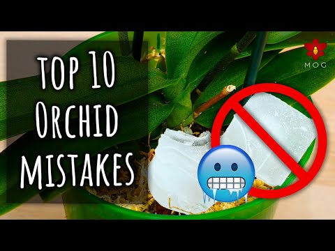 Top 10 Mistakes you didn't know you were making! - Orchid Care for Beginners