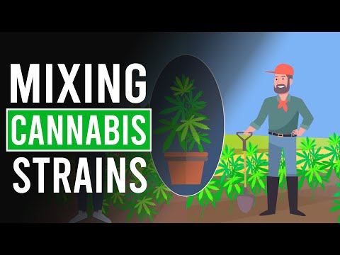 Mixing Cannabis to Create the Perfect Strain!