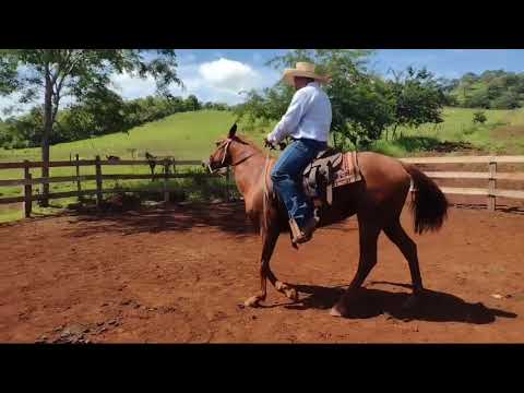 O que fazer quando o meu cavalo empina e não quer sair para um dos lados? 😤