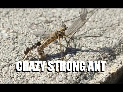 Crazy Strong Ant drags huge crane fly THROUGH A STORM