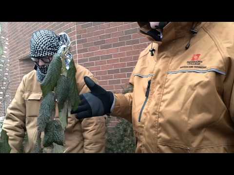 Viburnum rhytidophyllum (Leatherleaf Viburnum)