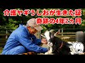 miraculous time ushio a care goat who cannot walk lived for 4 years and 2 months