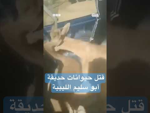 فيديو | قتل حيوانات حديقة أبو سليم في طرابلس الليبية يثير جدلا