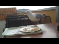 Seagull Stole My French Fries