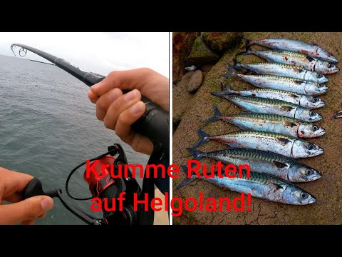 Makrelenalarm auf HELGOLAND|Part 1