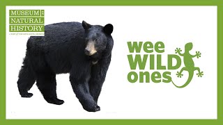 Download Lagu Black Bears - Wee Wild Ones on the Web (Season 1, Episode 3) Thumbnail