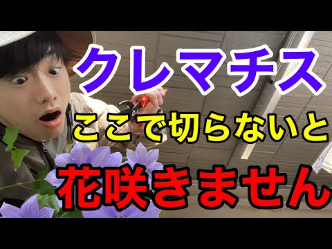 マウンテン クレマチス (Clematis montana)、小さな花のクレマチス