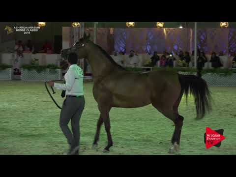 N.155 ASAYEL NAWAYEF NAHD - Asharqia Classic 2018
