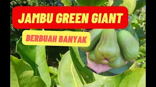 Download lagu Menengok Jambu Green Giant Yang Berbuah Banyak mp3 Download lagu Menengok Jambu Green Giant Yang Berbuah Banyak mp3