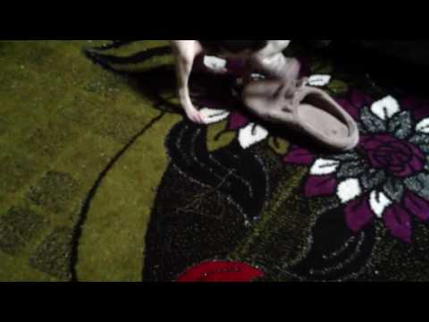 كلبتي الصغيره