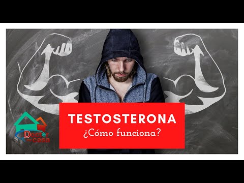 Testosterona  ¿Cómo funciona en el organismo?